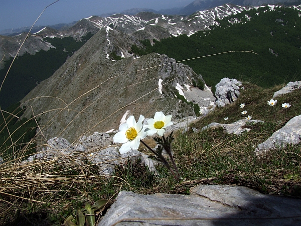 Pulsatilla Alpina / Anemone alpino